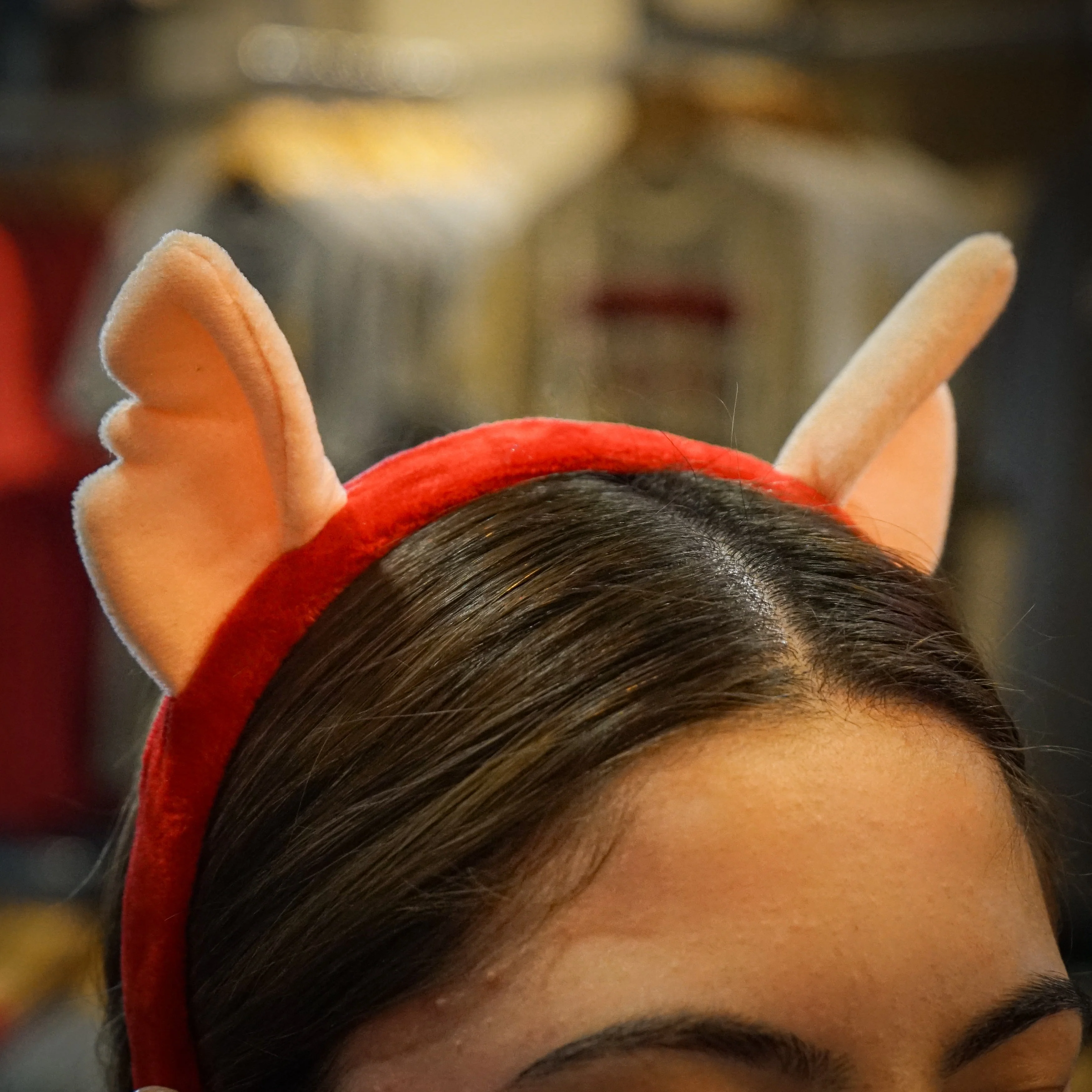 CHIHUAHUAS CHICO EARS