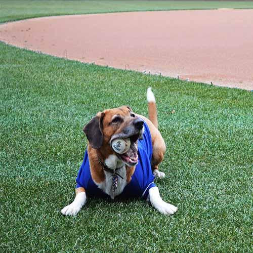 Hartford Yard Goats All Star Dogs Jersey - Image 2